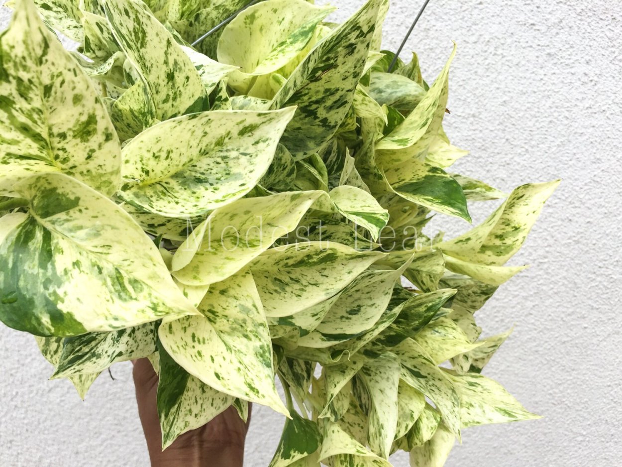 Эпипремнум Snow Queen