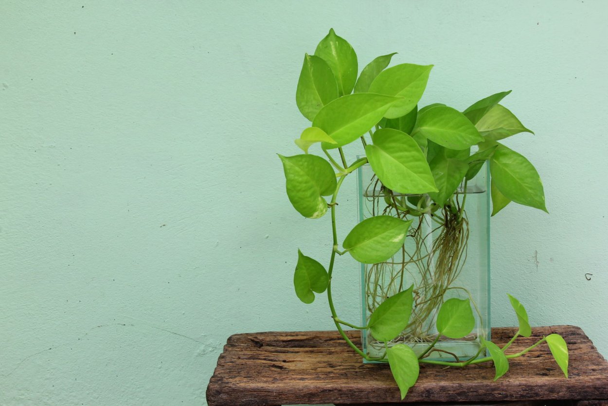 Эпипремнум мужегон