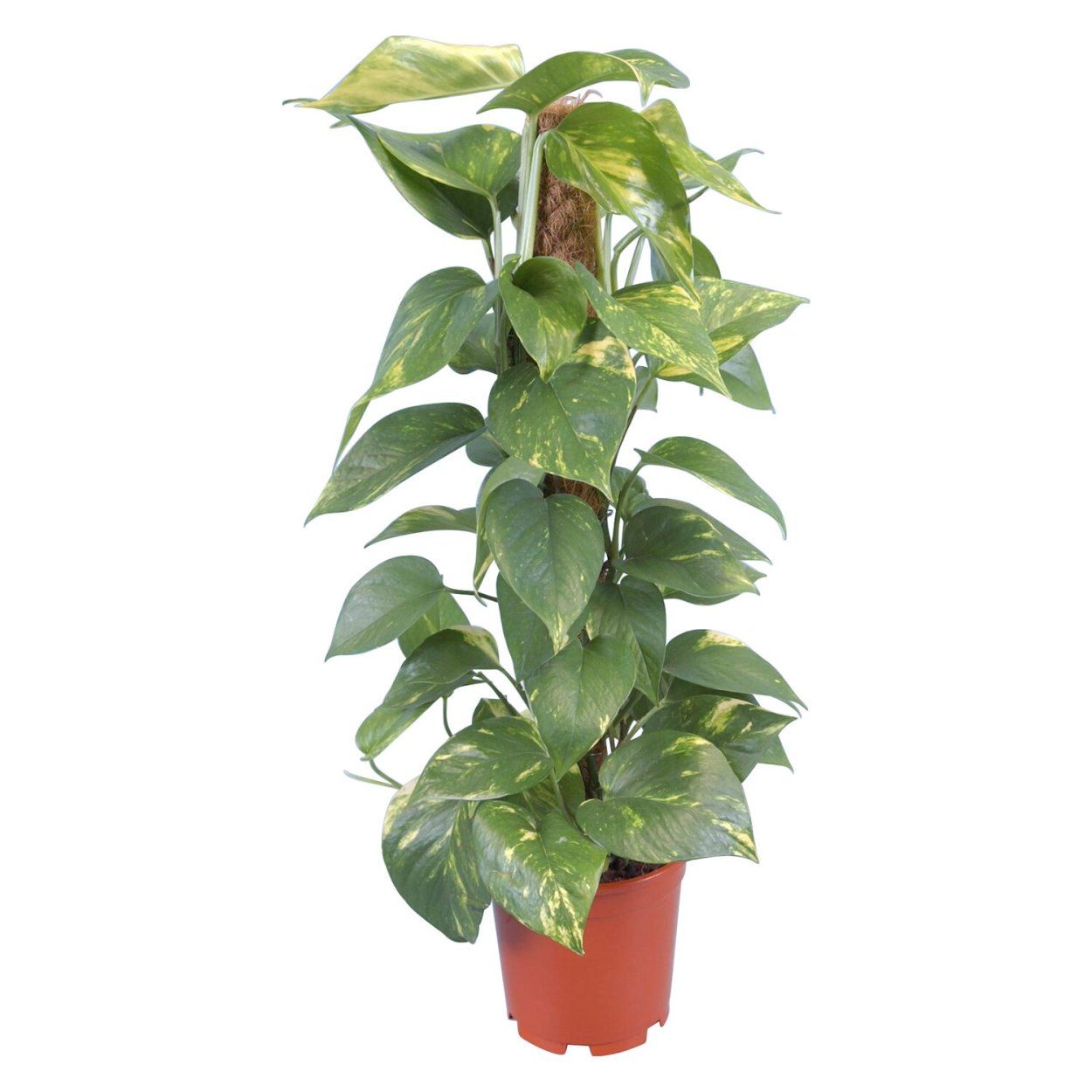 Филодендрон Марбл Квин