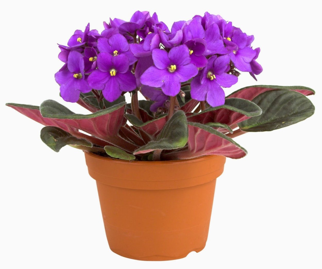 Saintpaulia ionantha