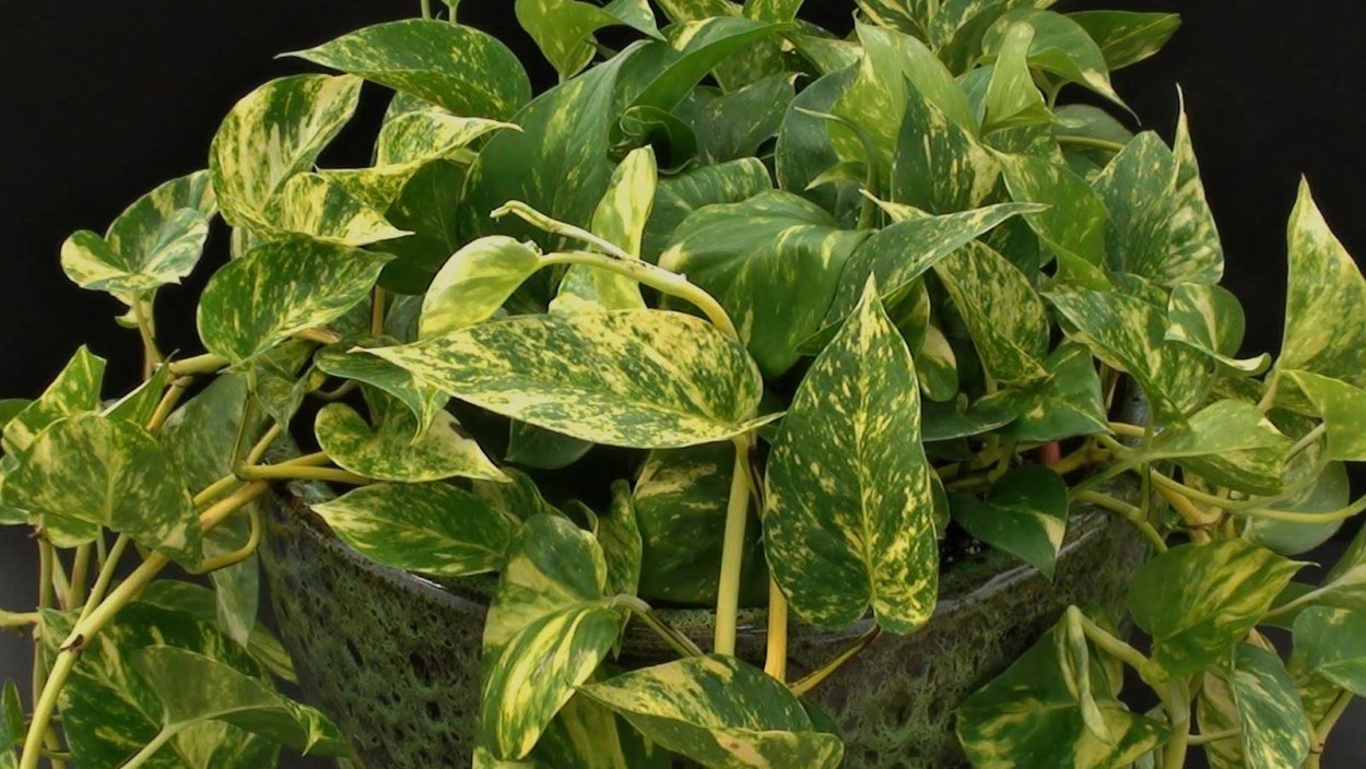 Сциндапсус Голден Квин