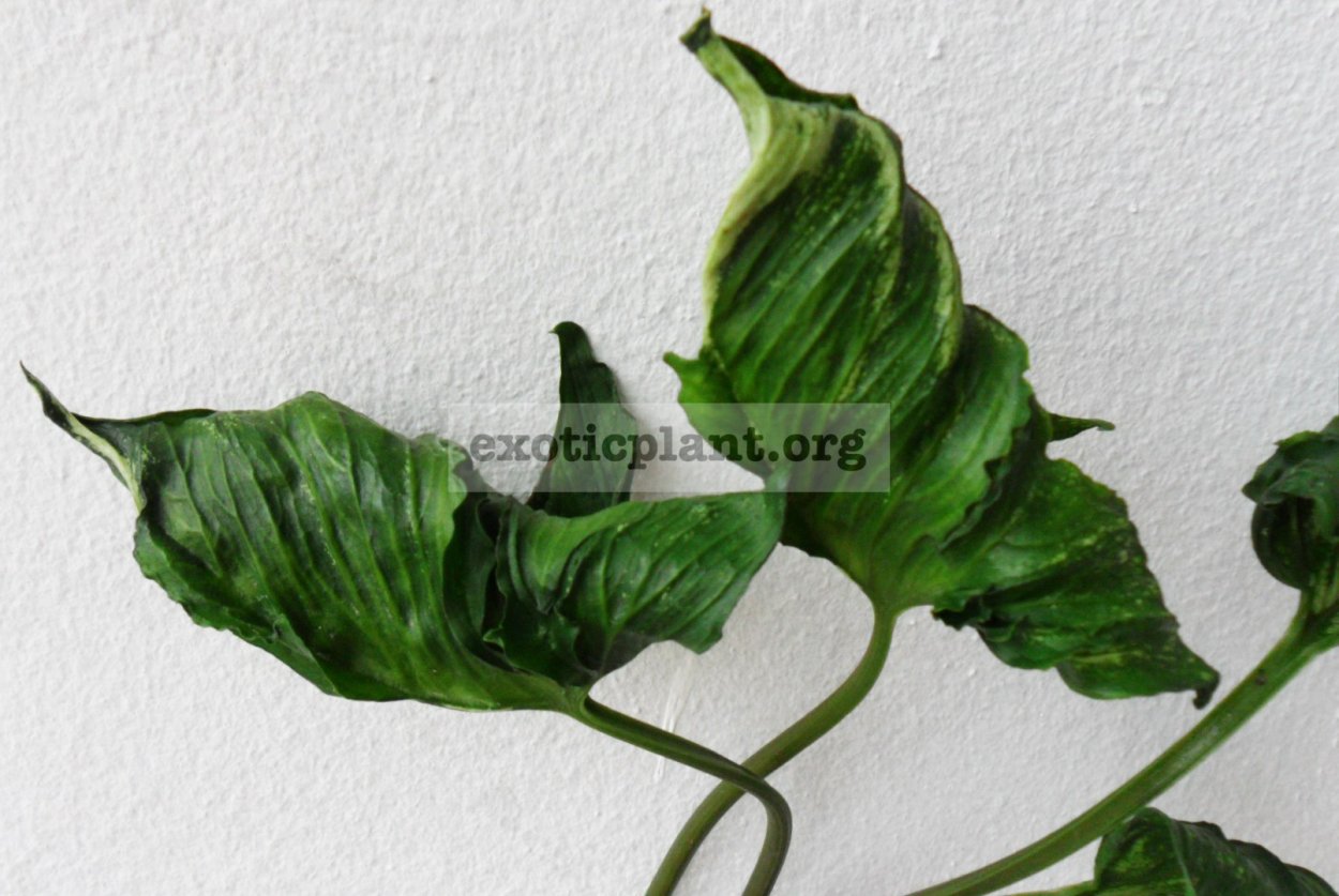 Сингониум Годзилла