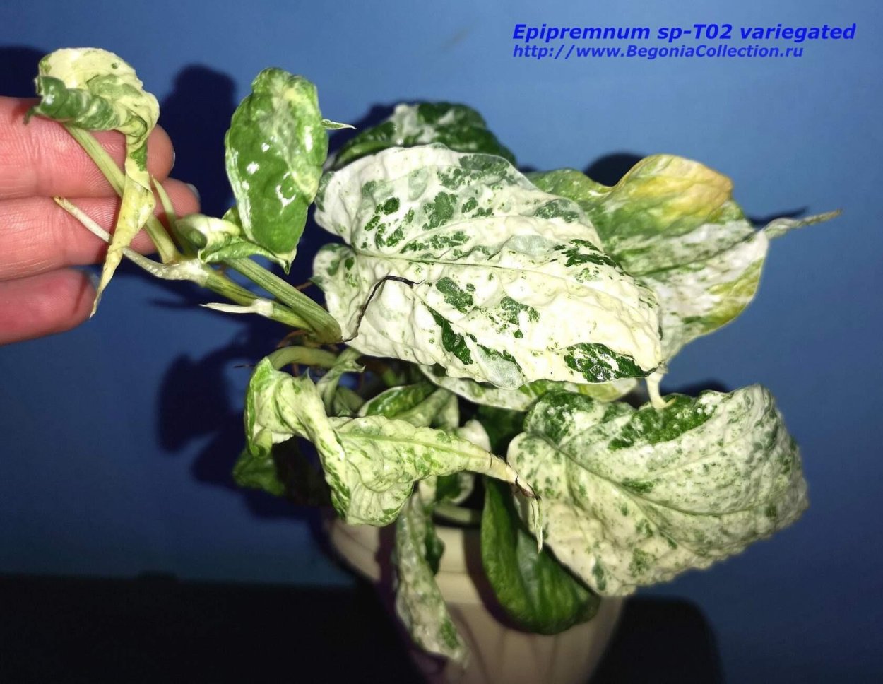 Сциндапсус Пиктус Силвери Энн