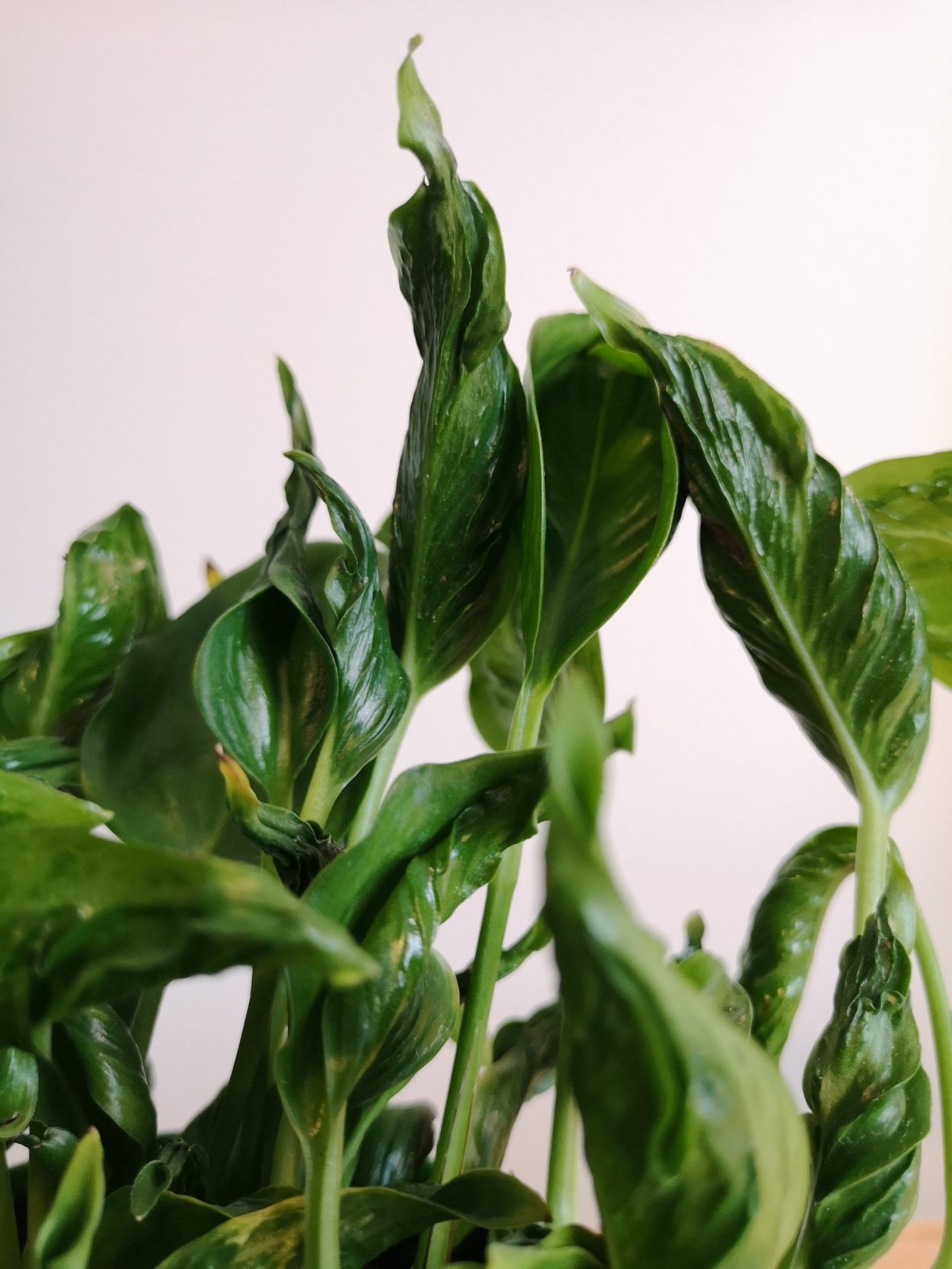 Эпипремнум Годзилла