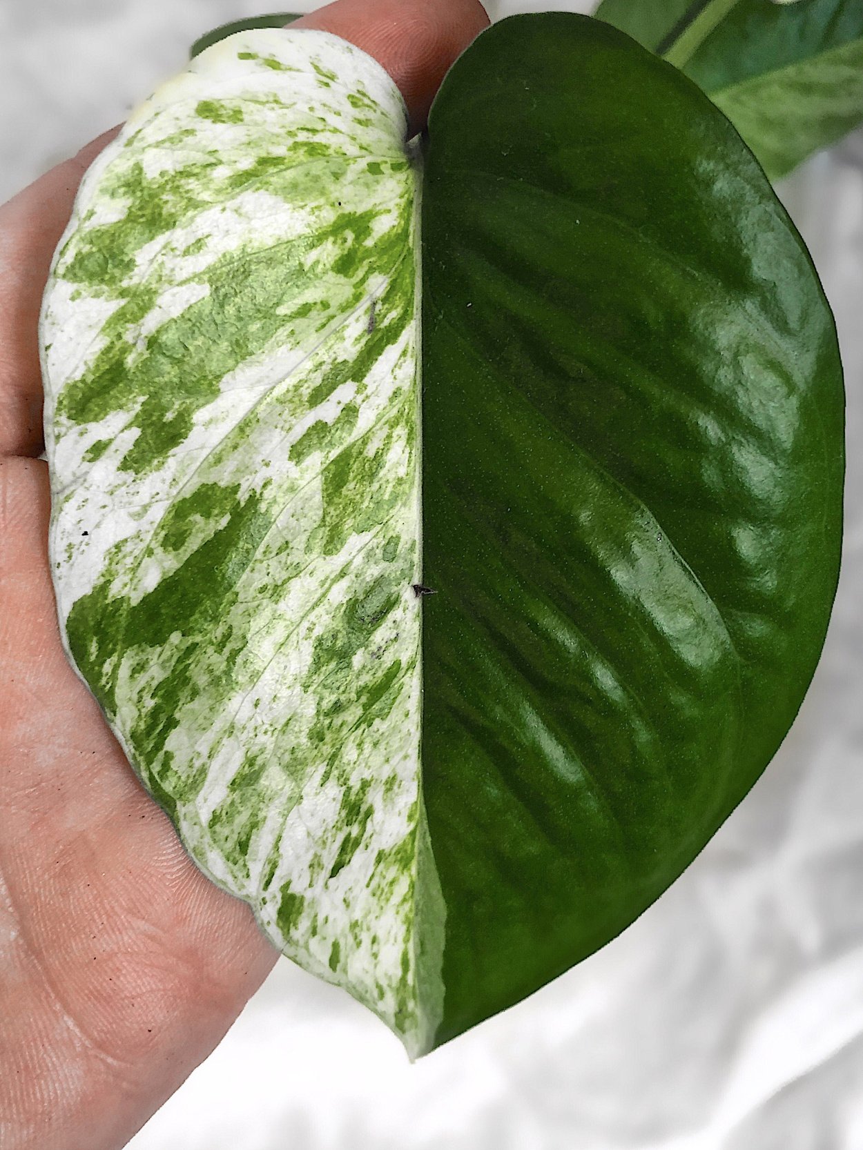 Лиана Эпипремнум