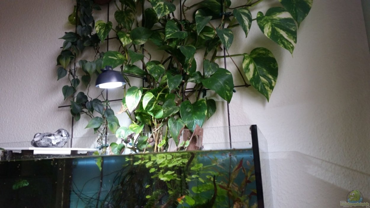 Сциндапсус сиамский