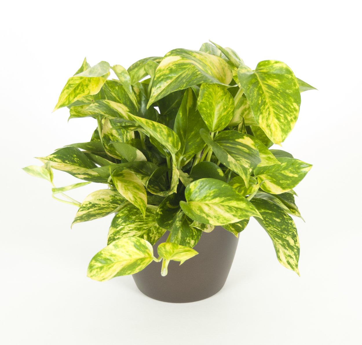 Сциндапсус pictus