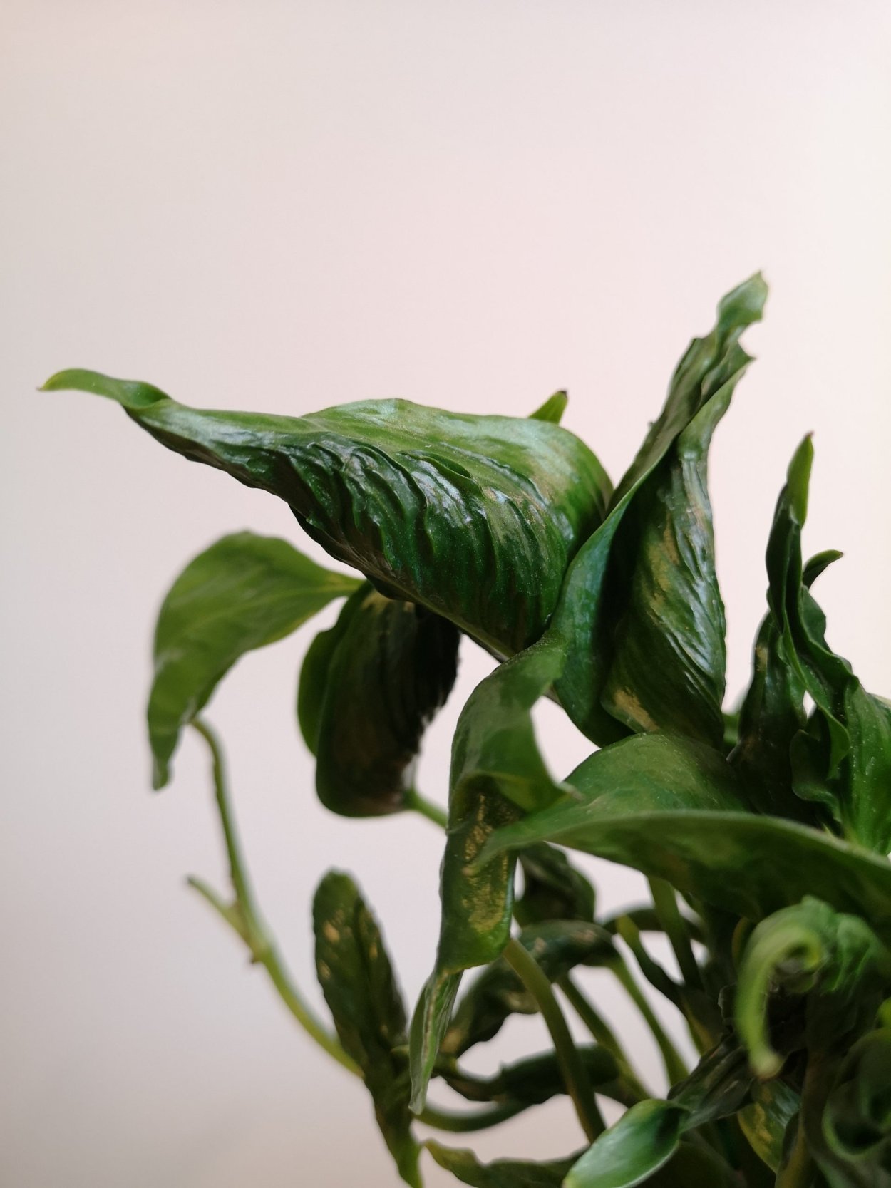 Эпипремнум Джинни