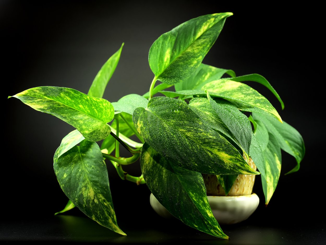 Эпипремнум Годзилла