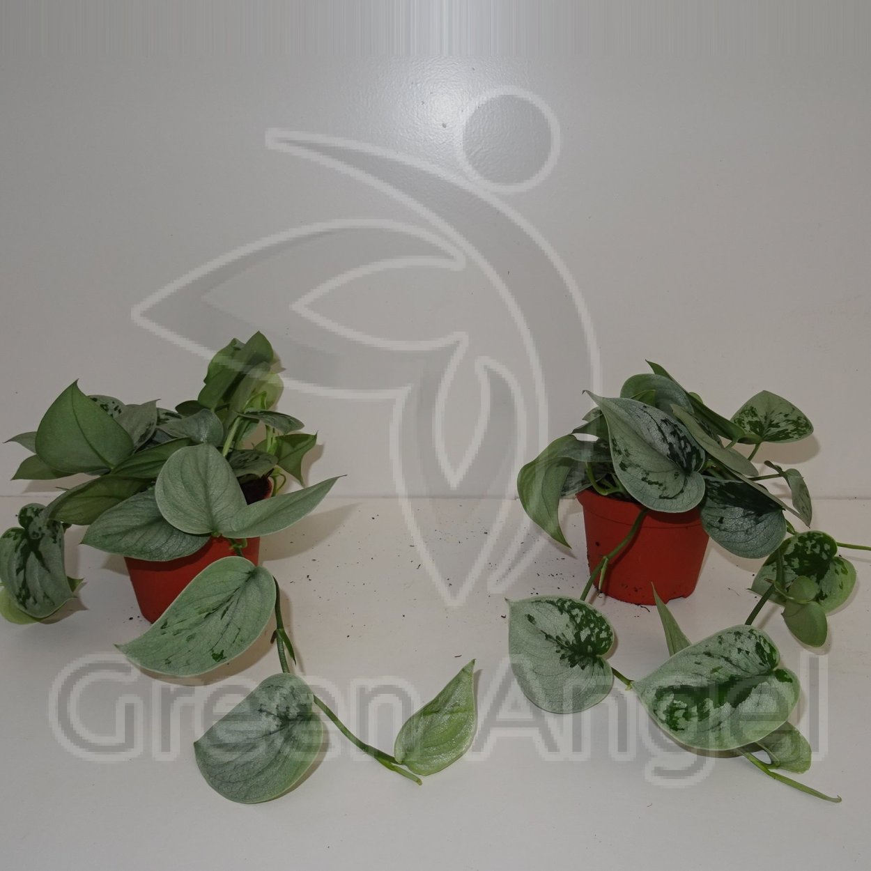 Сингониум Мотлед Эрроу