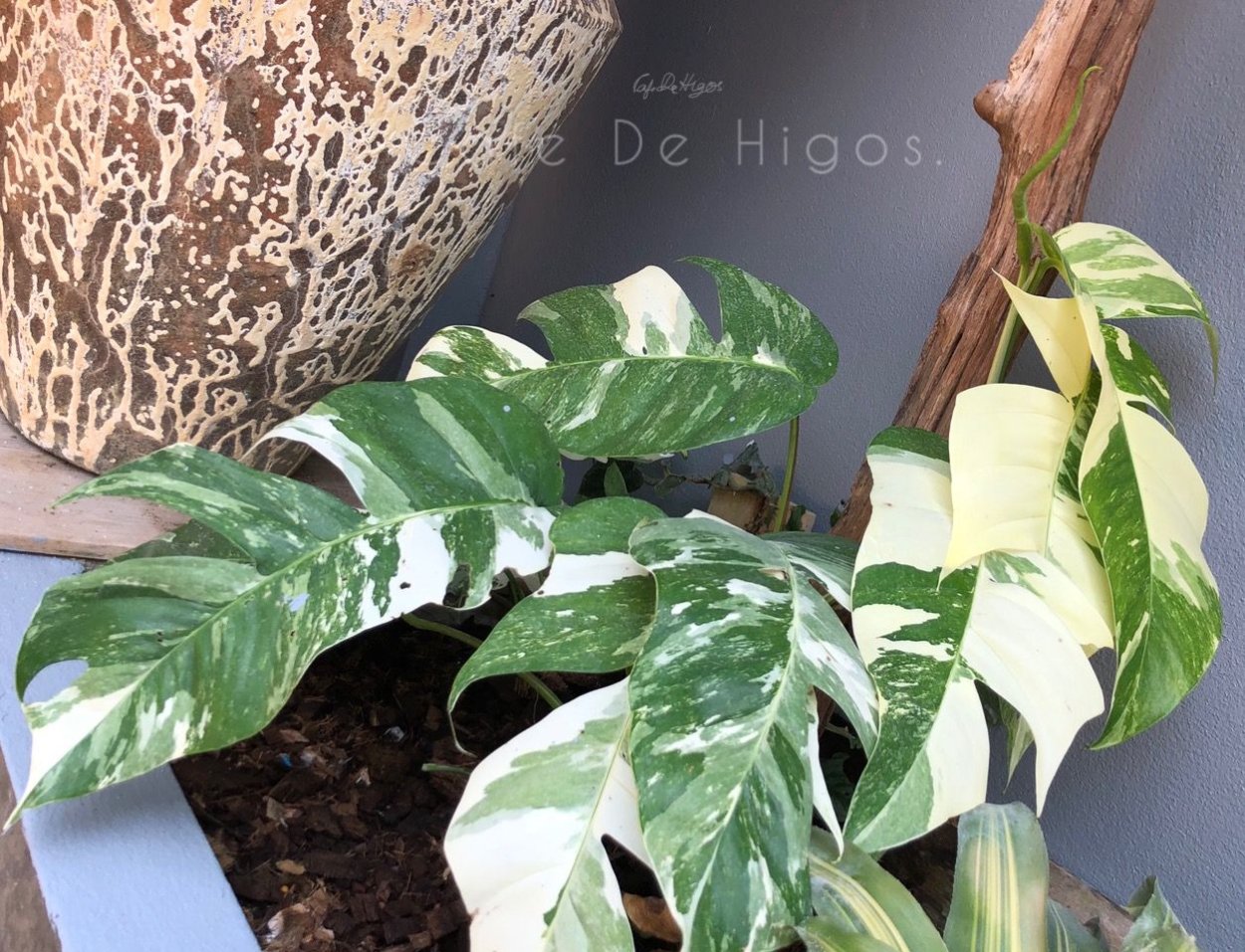Epipremnum Golden Pothos