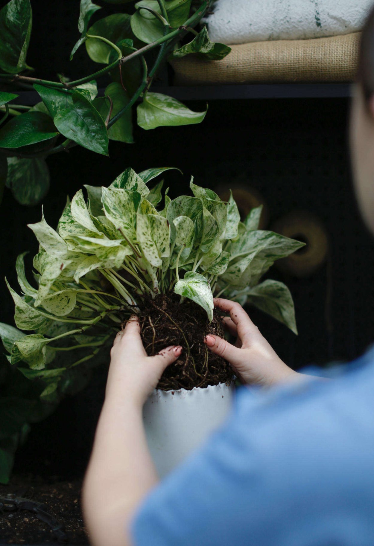 Сциндапсус Мунлайт