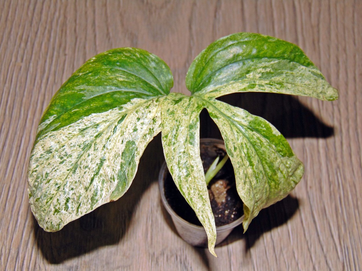 Монстера Карстенианум Вариегата