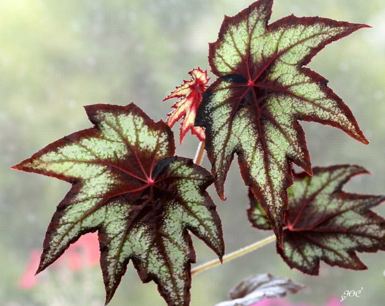 Бегония Королевская