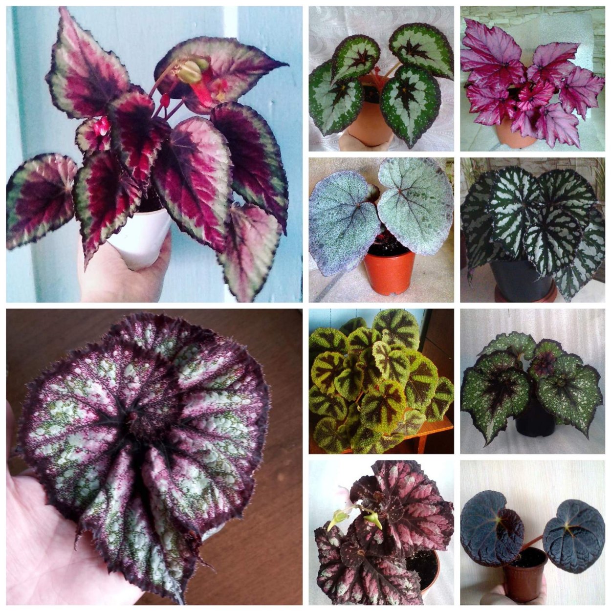 Бегония рекс Индиан саммер