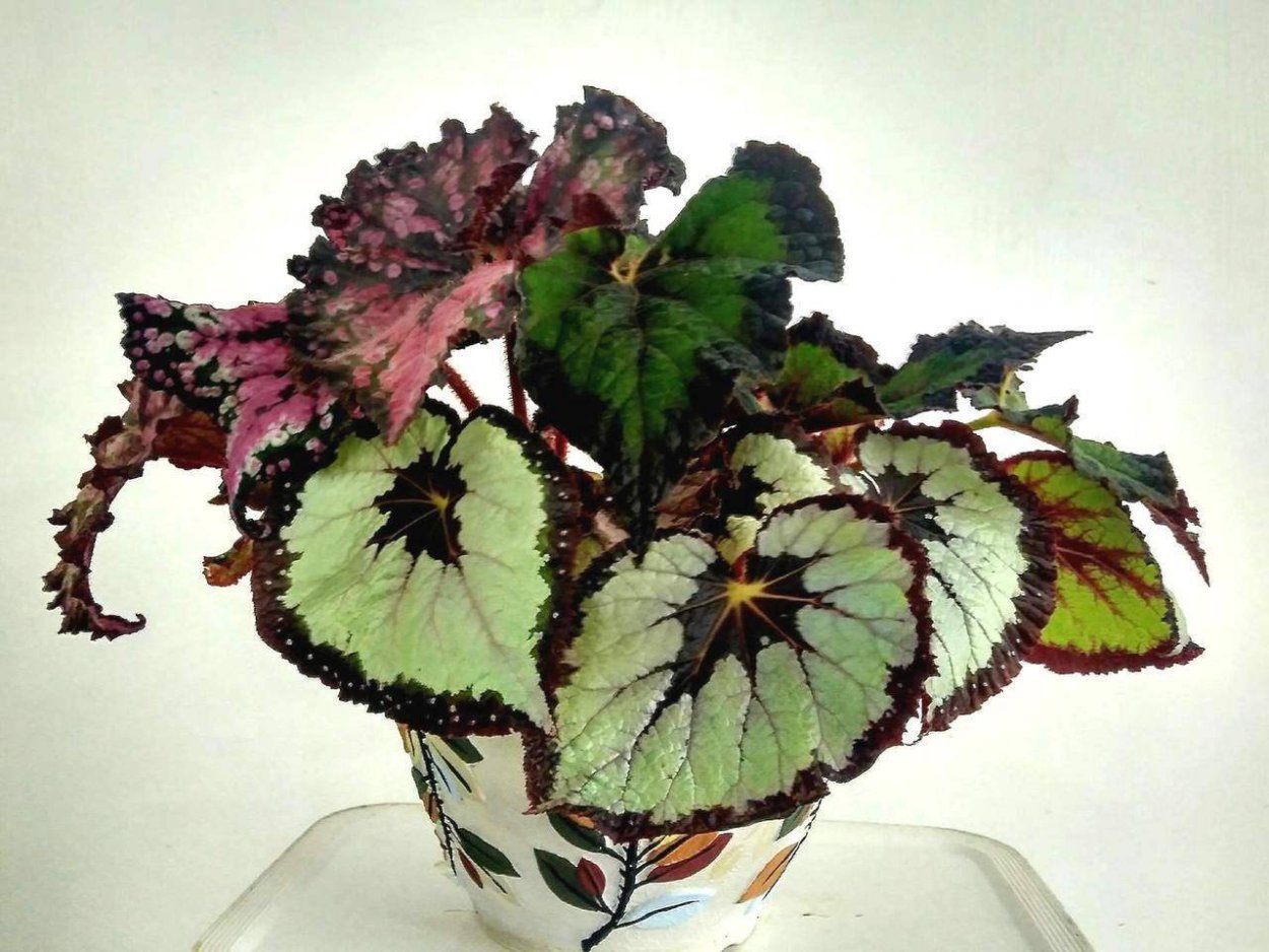 Бегония Файерворкс