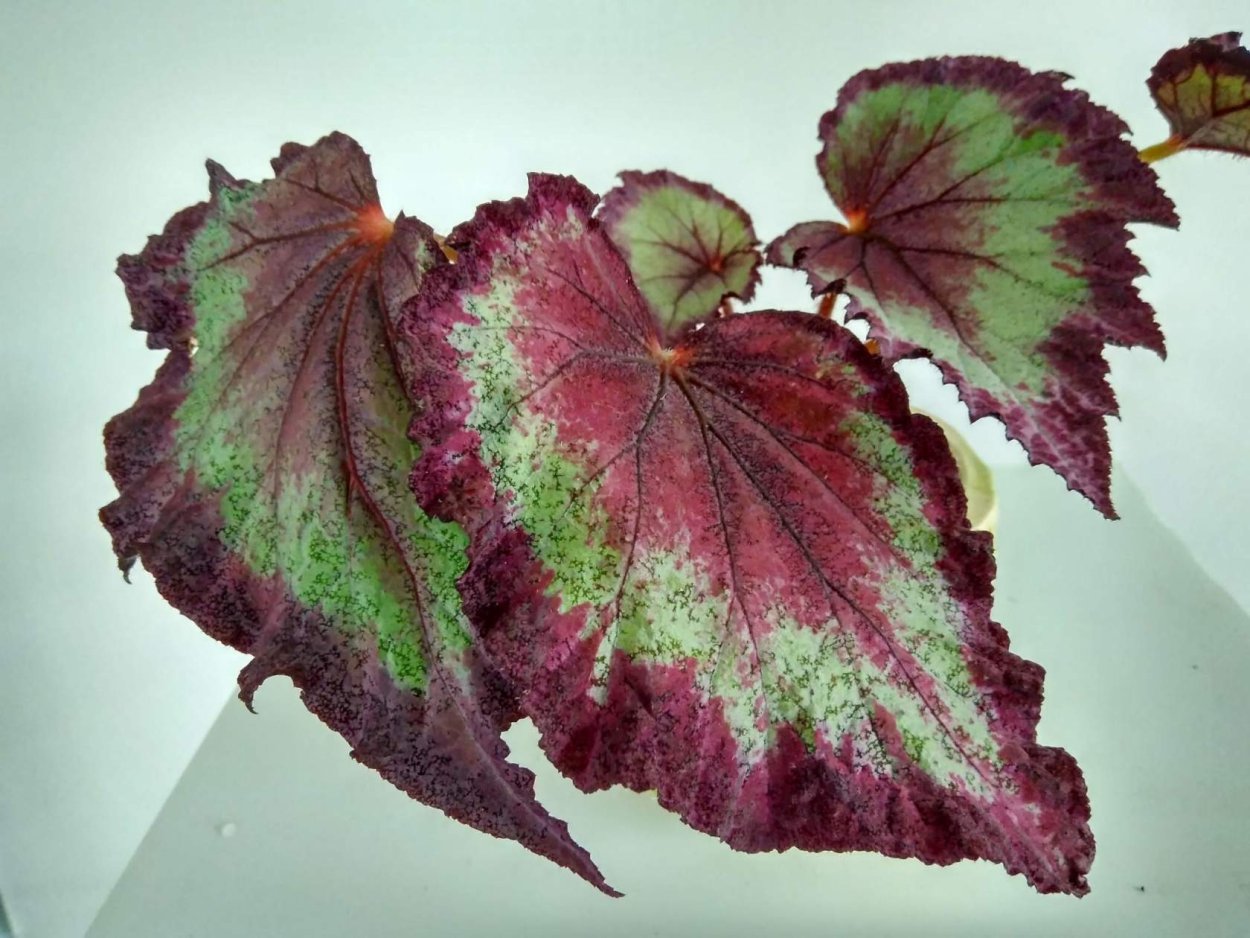 Бегония Джоконда