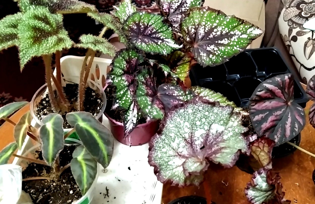 Бегония Королевская сорта