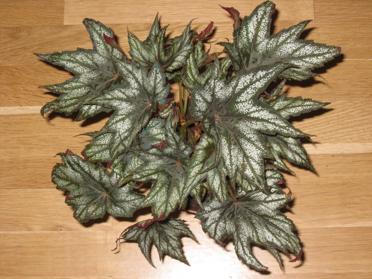 Бегония декоративная Лиственная