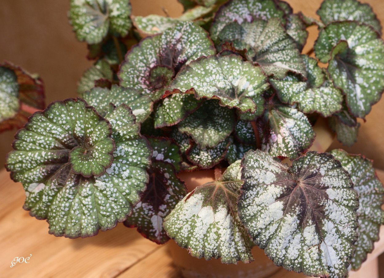 Бегония рекс Кумбия