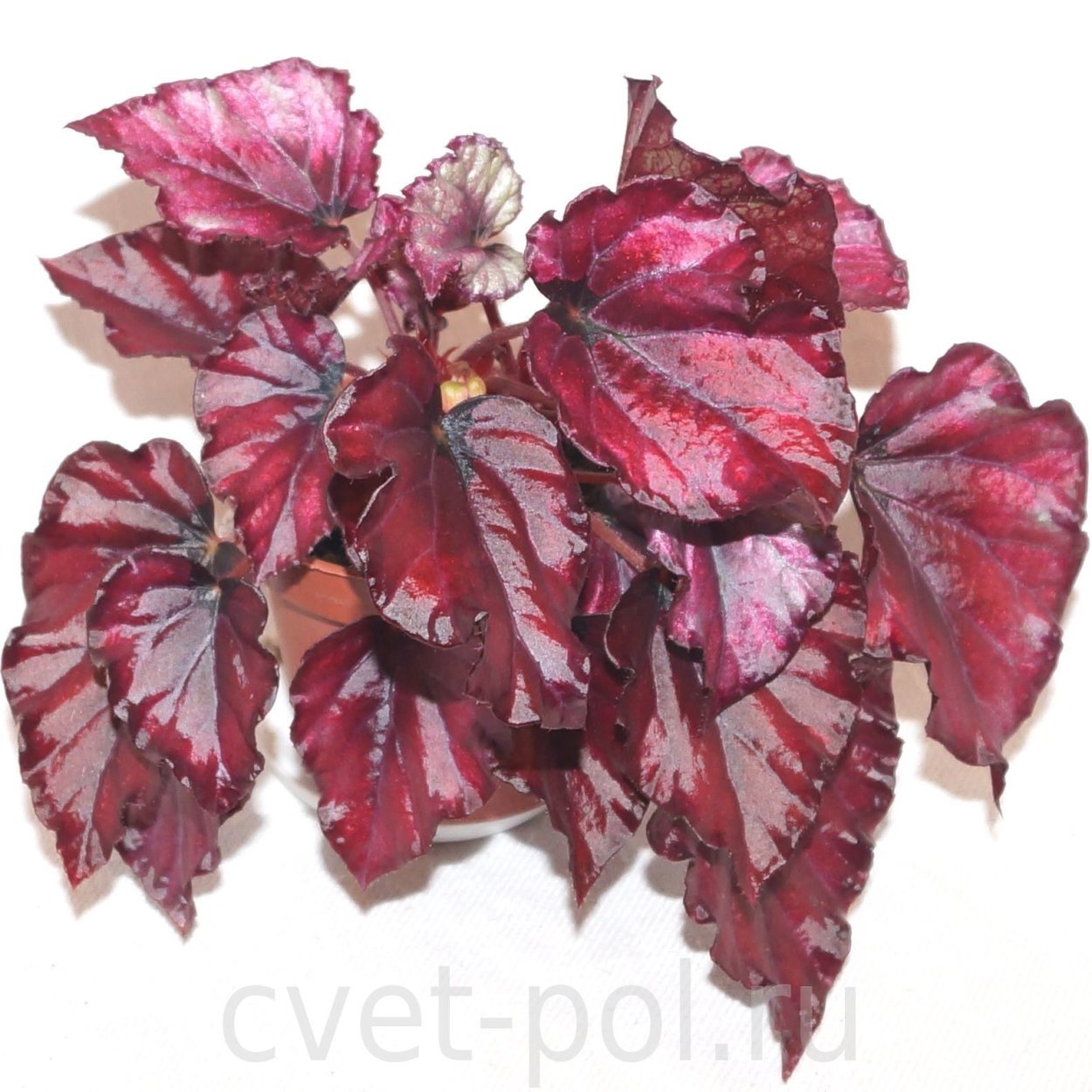 Королевская бегония Диметрис