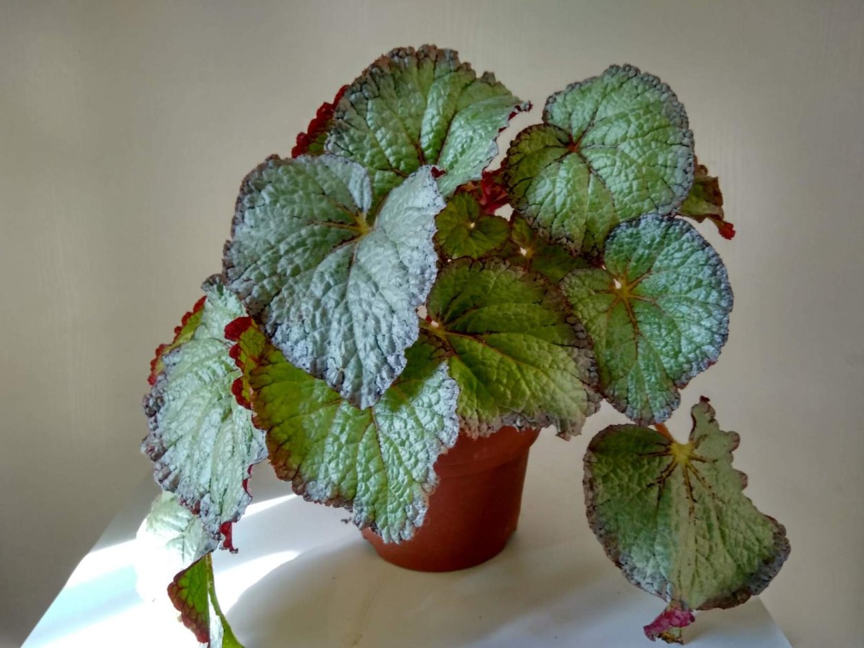 Бегония декоративная Лиственная