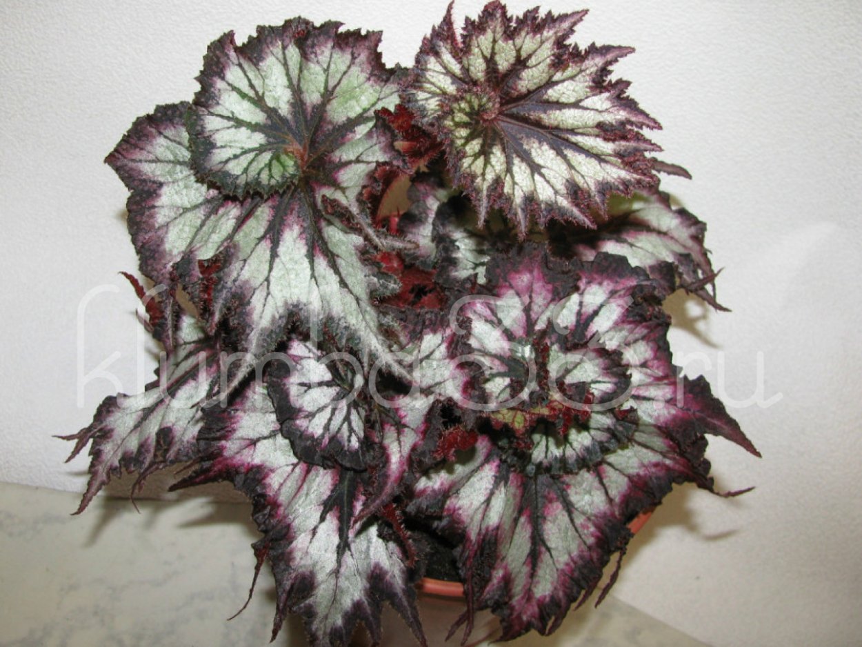 Бегония Casey Corwin