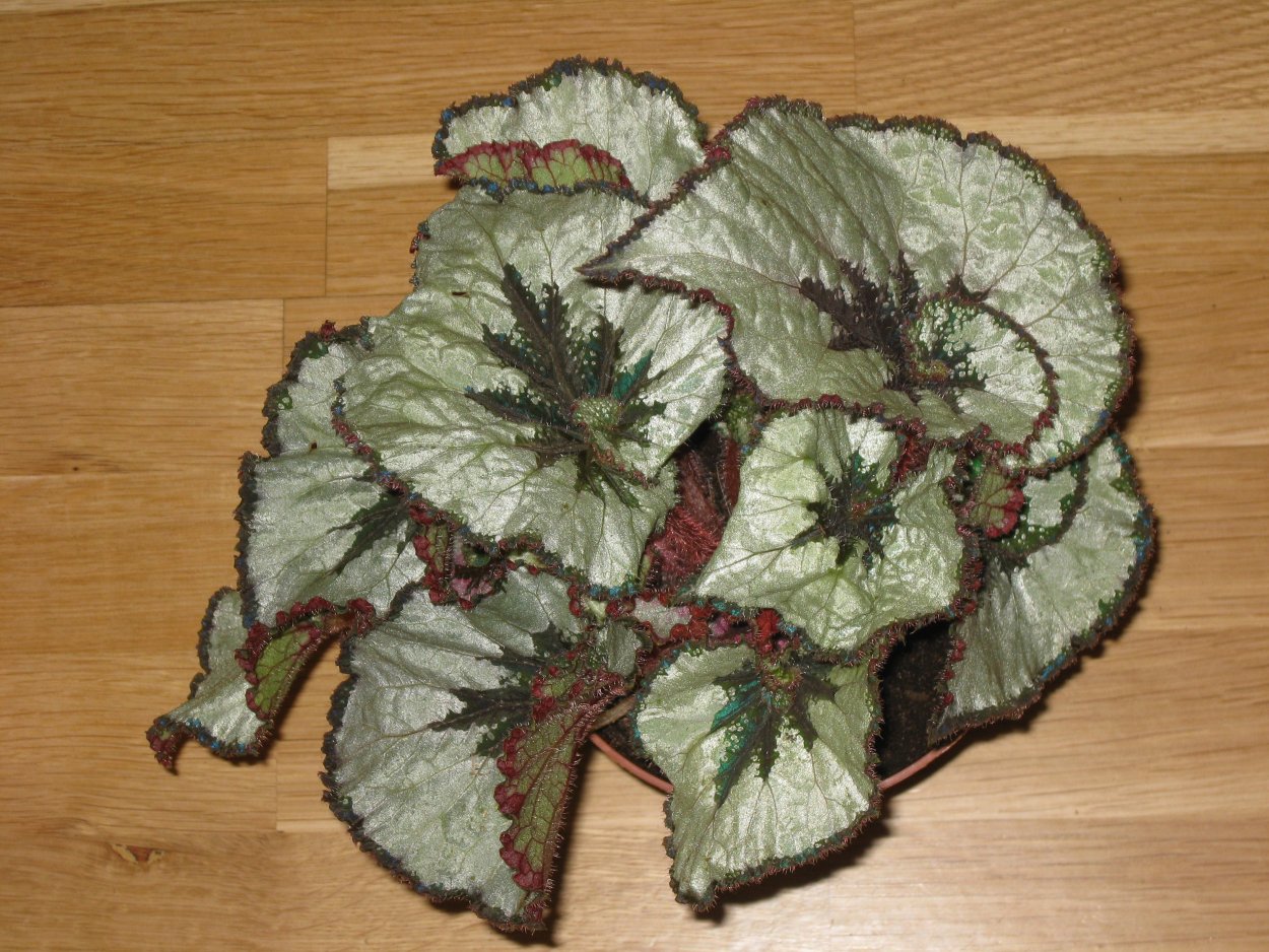 Цветок бегония декоративнолиственная