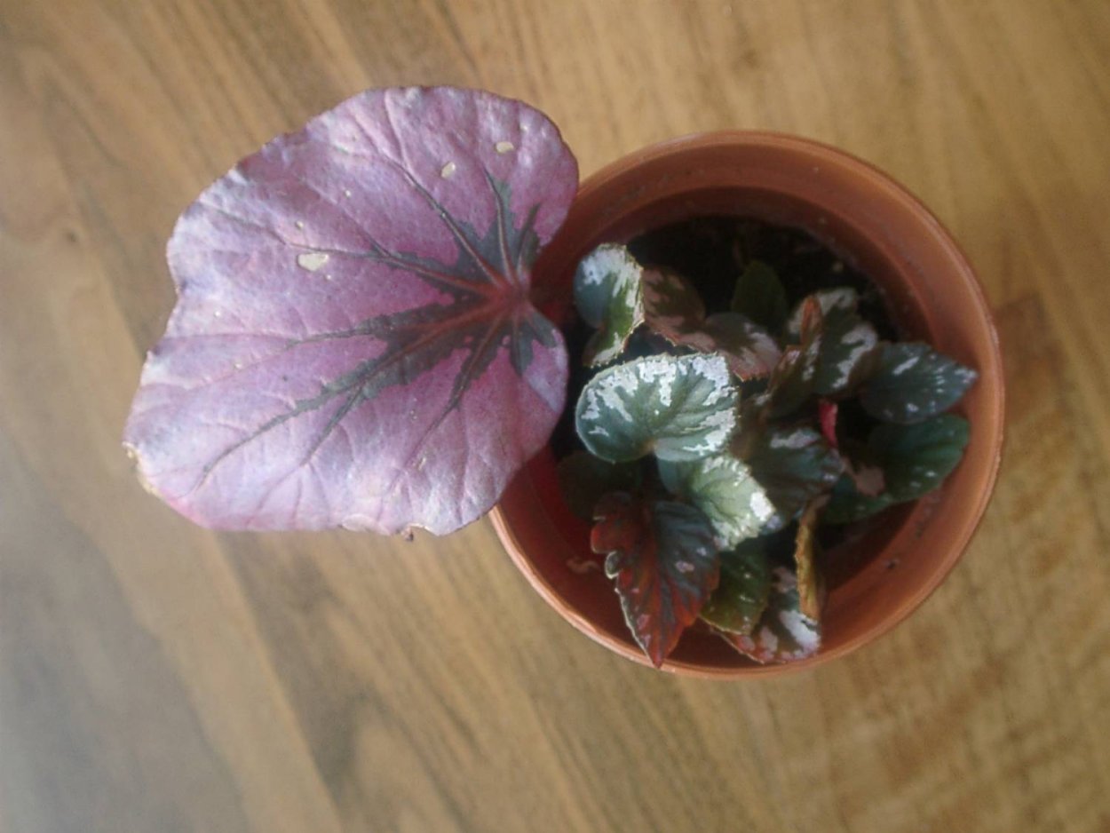 Бегония platanifolia