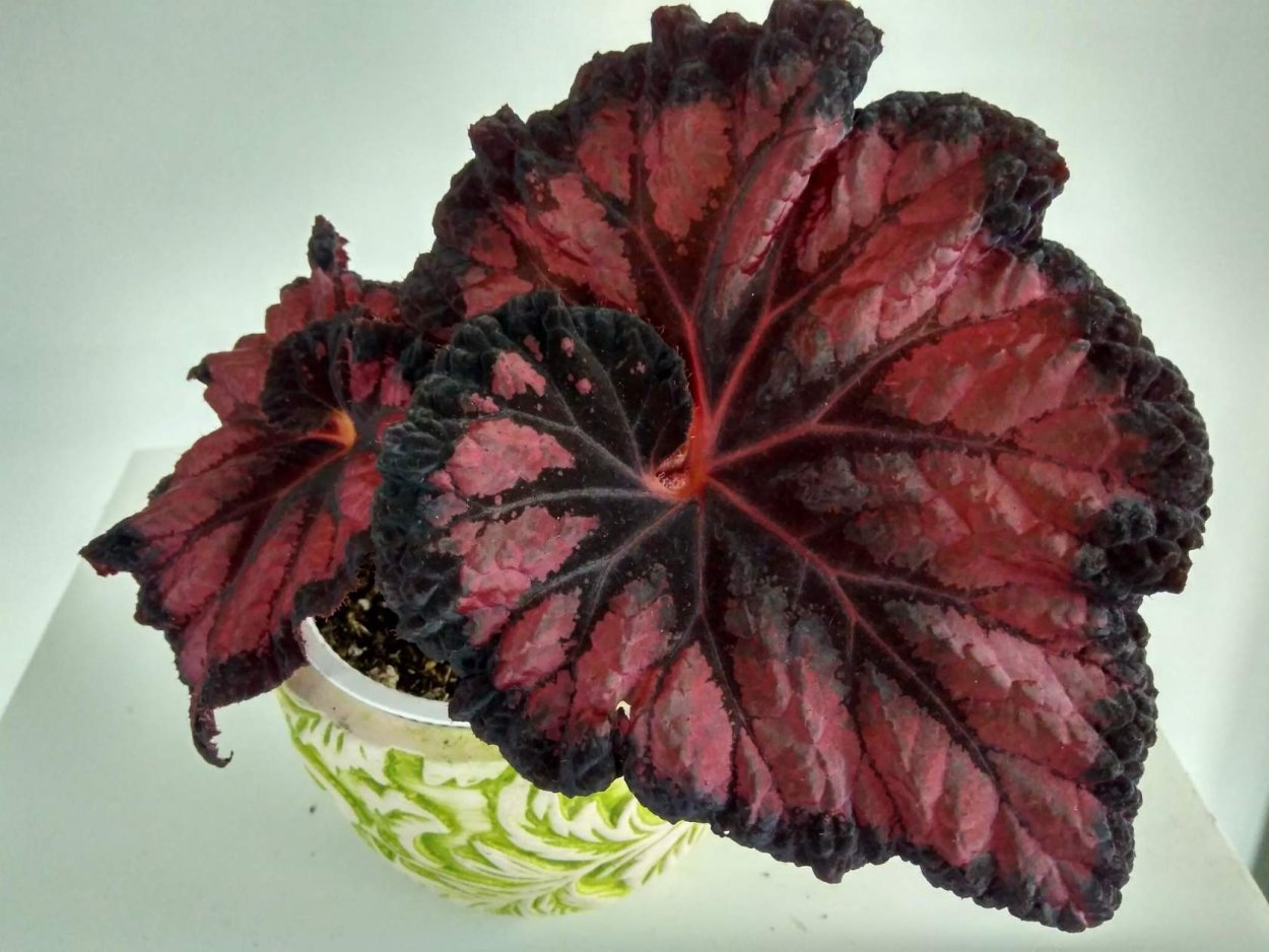 Бегония бегония рекс.