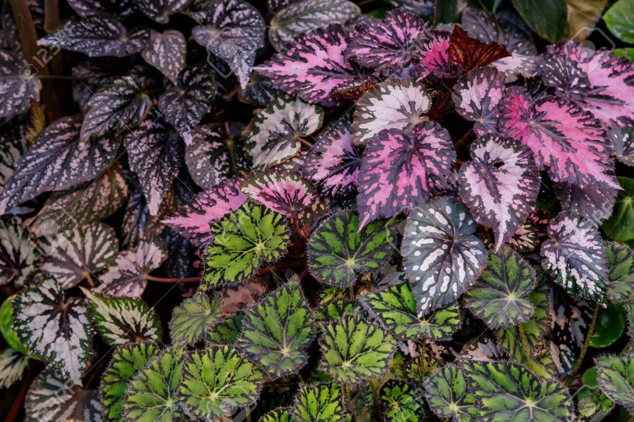 DS экзот бегония