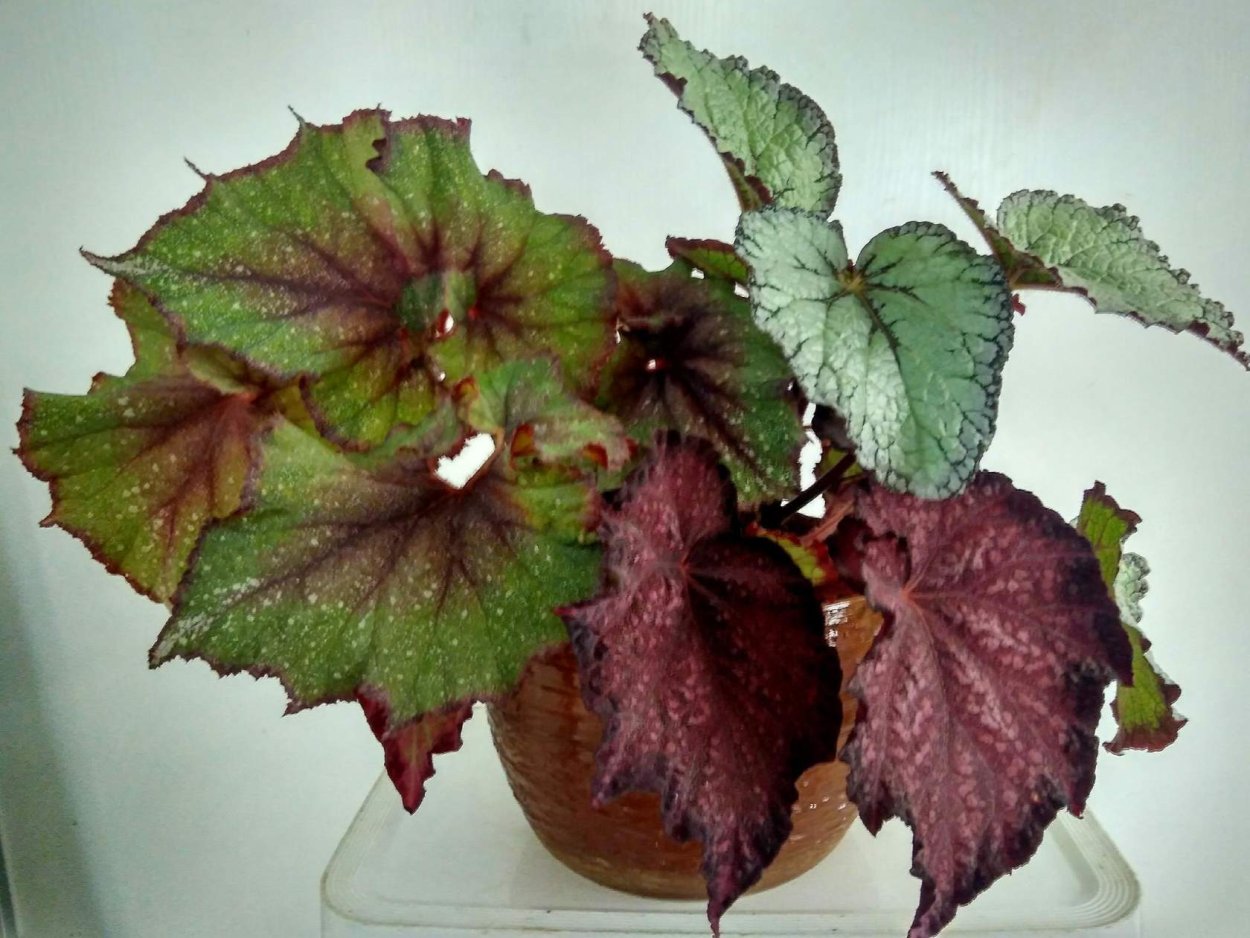 Бегония DS Dolce Vita