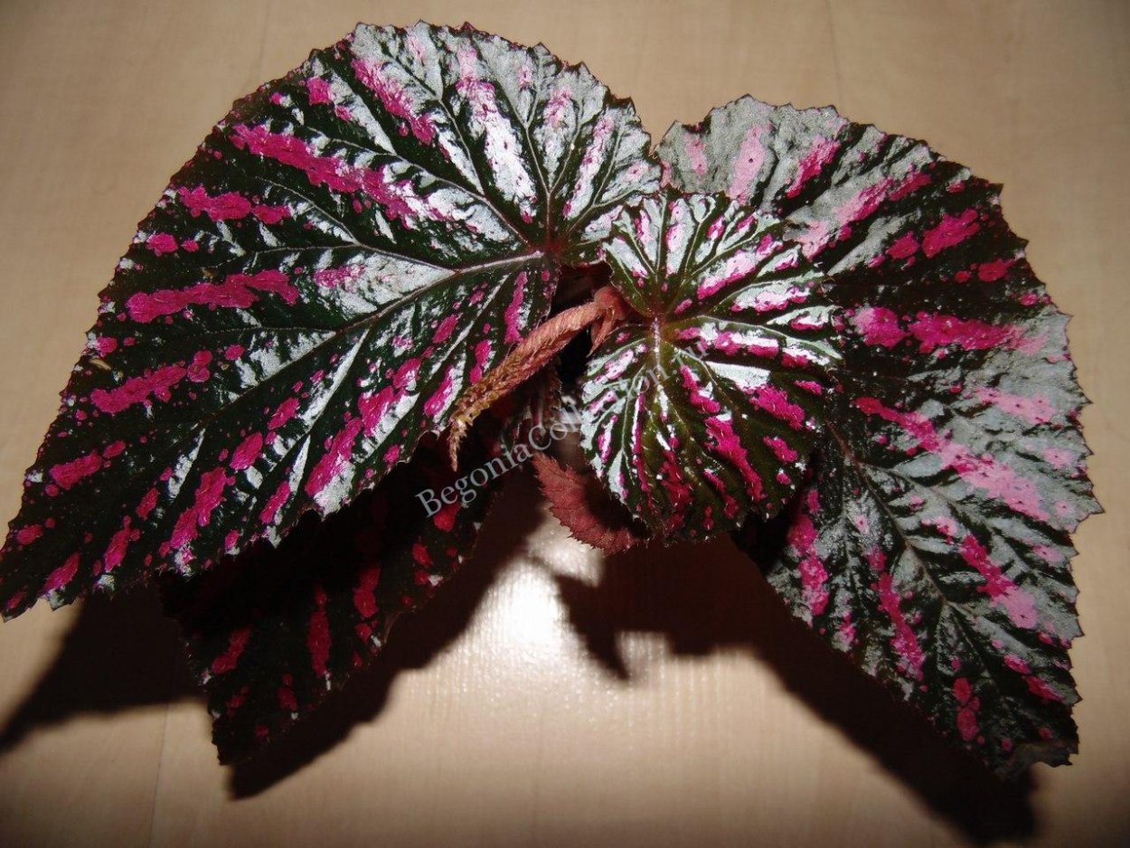 Бегония ДС Кармен