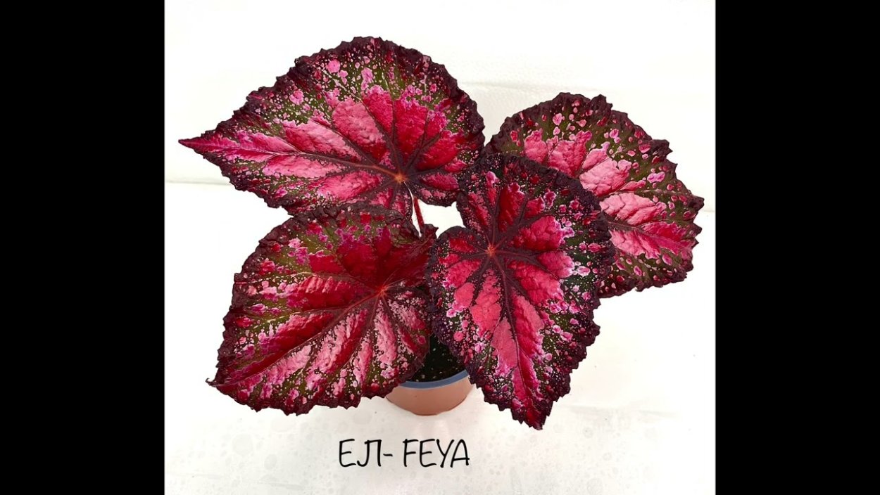 Бегония декоративнолистная Грифон