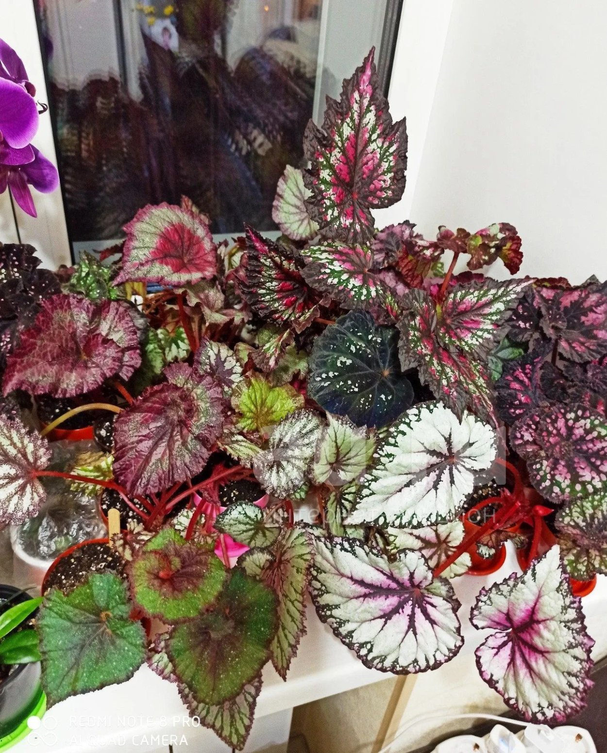 Семена бегонии декоративно лиственные