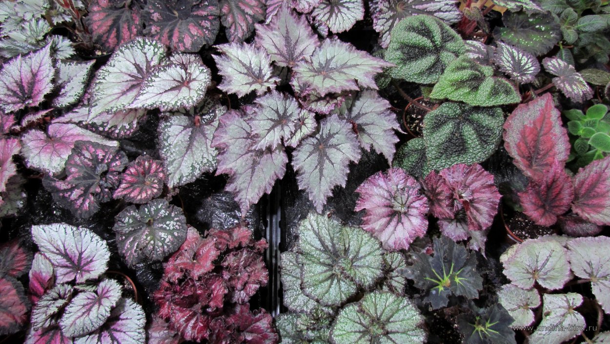 Цветок бегония