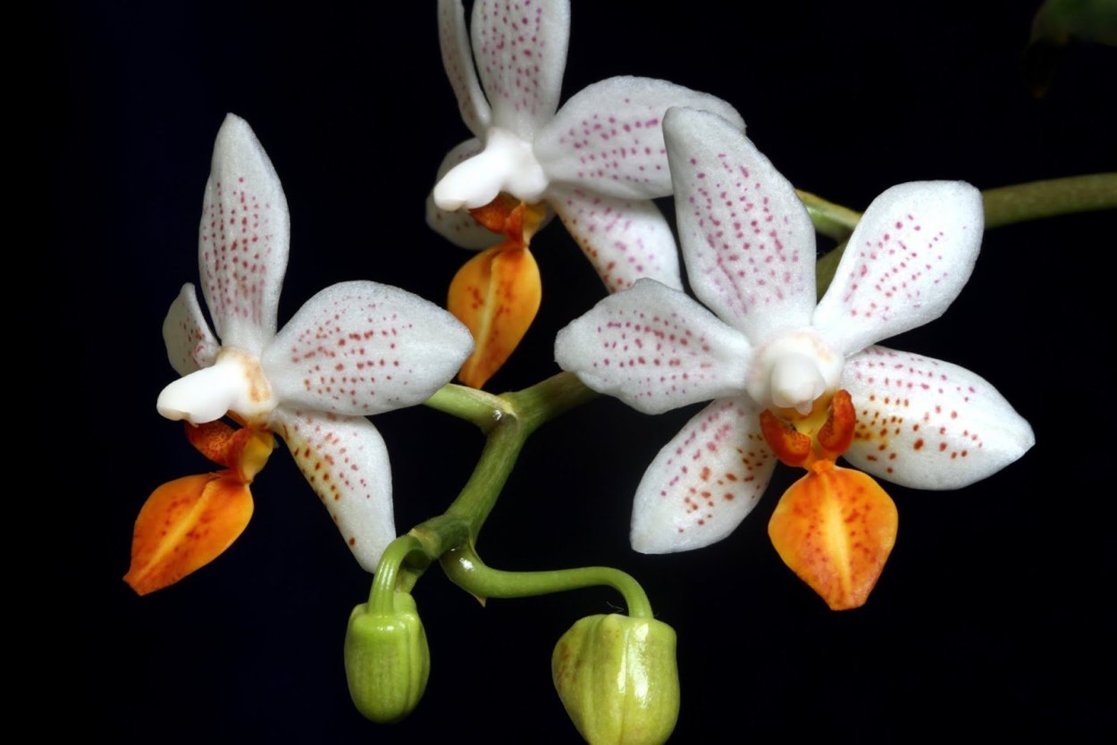 Phal. Mini Mark - мини Марк,