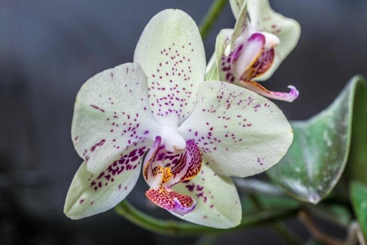 Фаленопсис Уайт Дрим