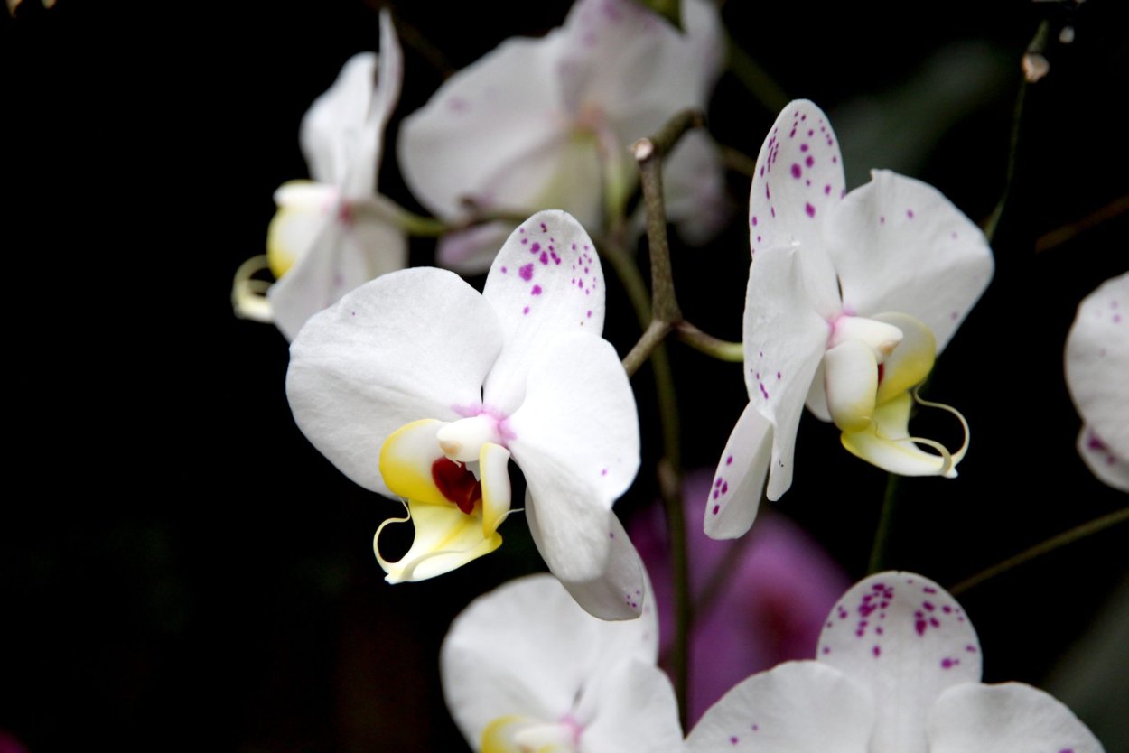 Орхидея белая с бордовыми пятнами