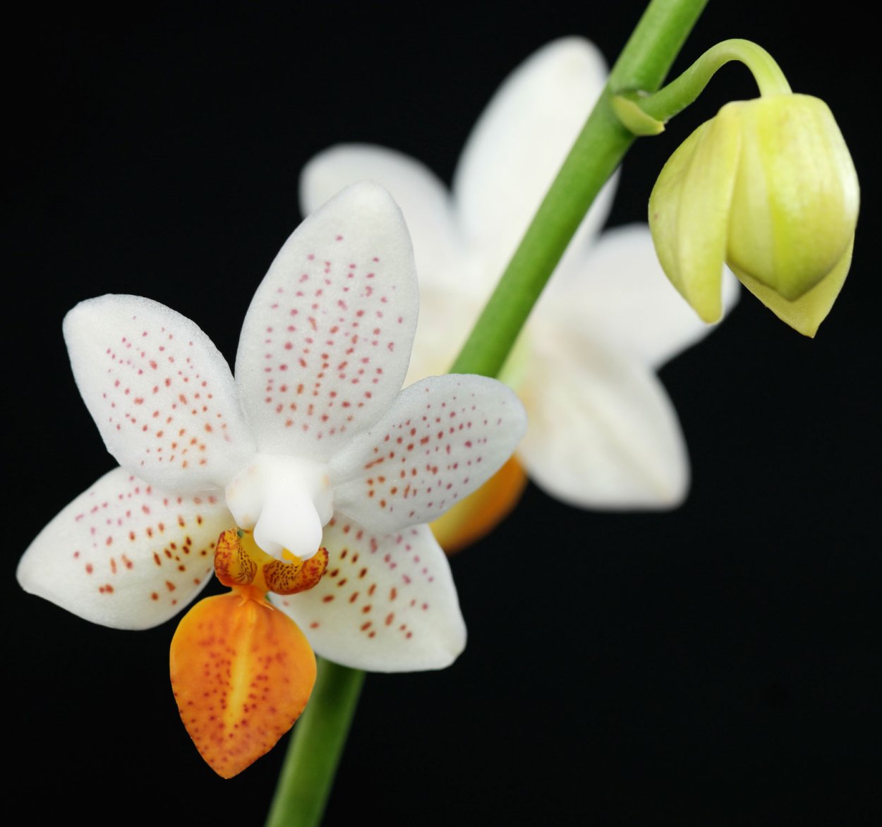 Орхидея фаленопсис мини Марк