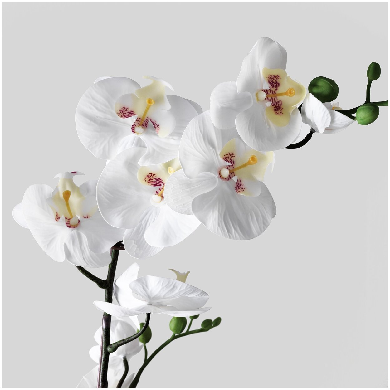 Фаленопсис белый Samoa