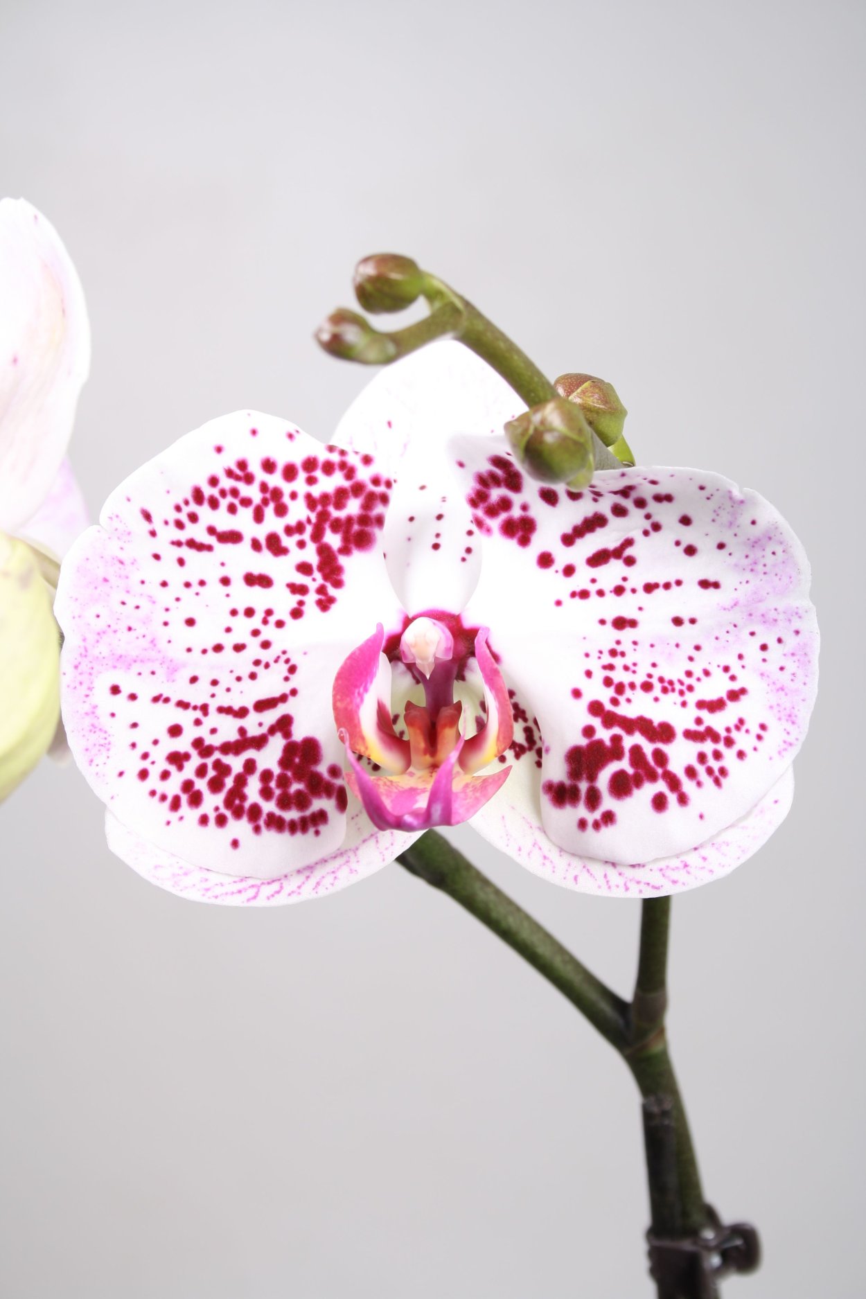 Фаленопсис Reykjavik