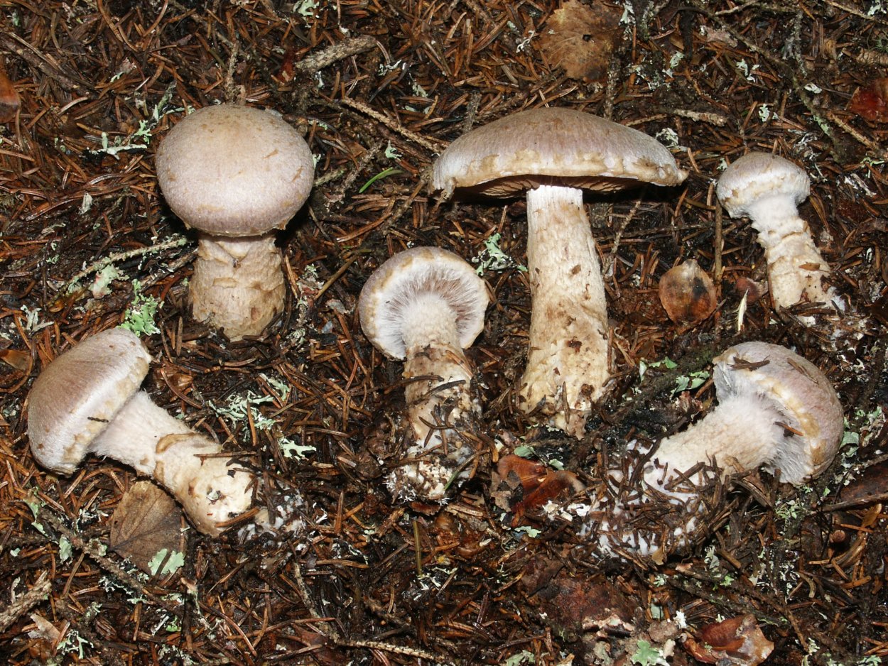Паутинник обыкновенный Cortinarius trivialis