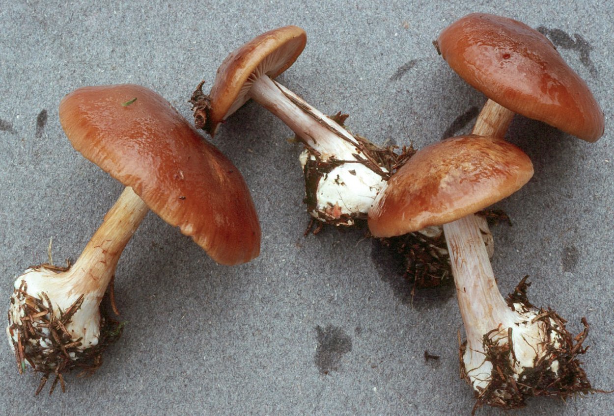 Cortinarius splendens