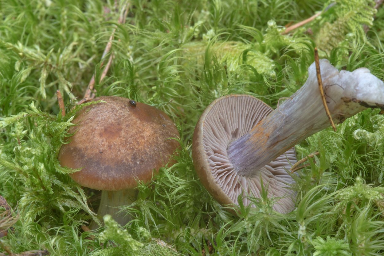 Лесной паутинник гриб