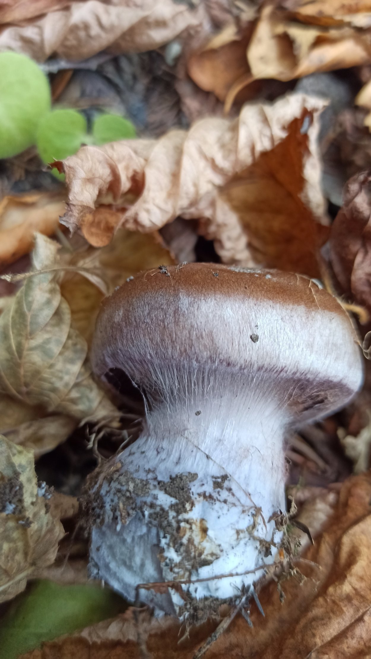 Паутинник обыкновенный съедобный