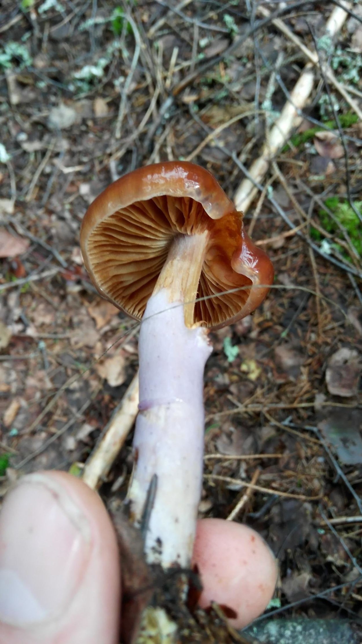 Паутинник пачкающий Cortinarius