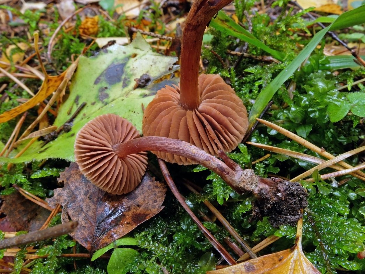 Паутинник чешуйчатый