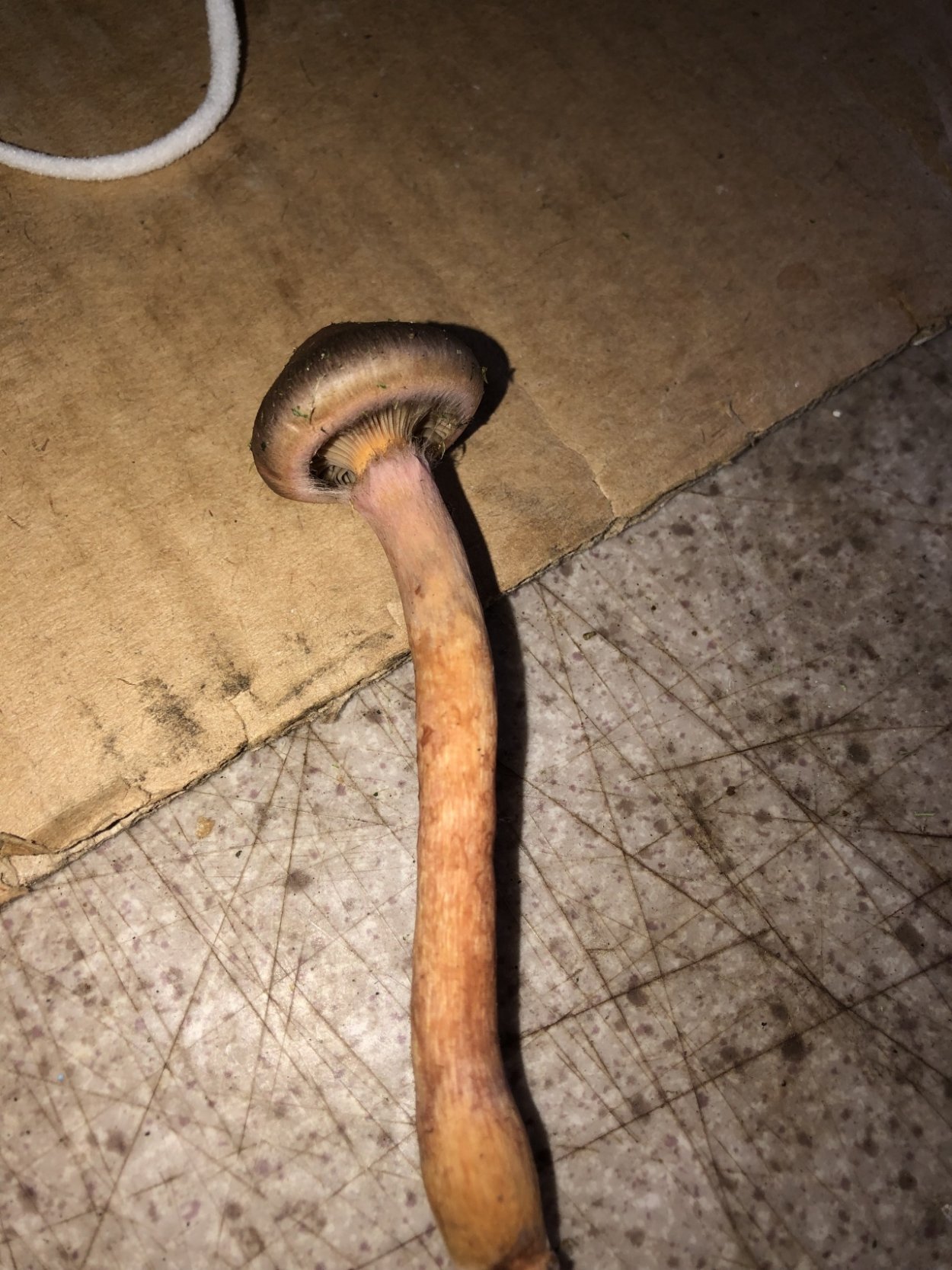 Грибы подгрёбы