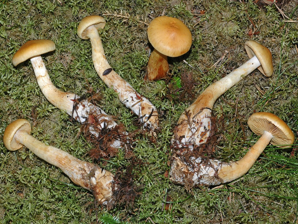 Паутинник Триумфальный гриб съедобный